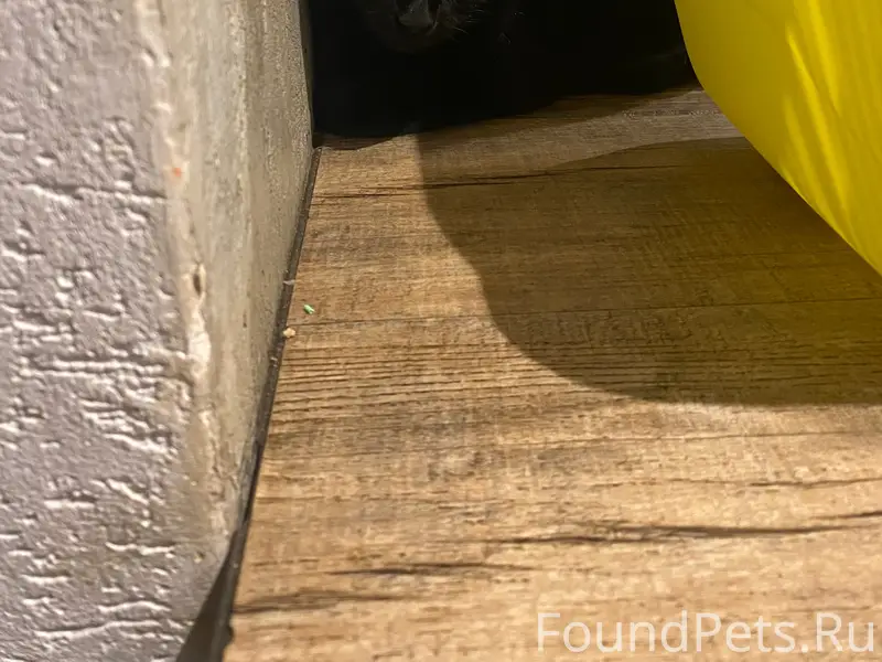 Найдена чёрная кошка, Мурманск, ул. Капитана Маклакова