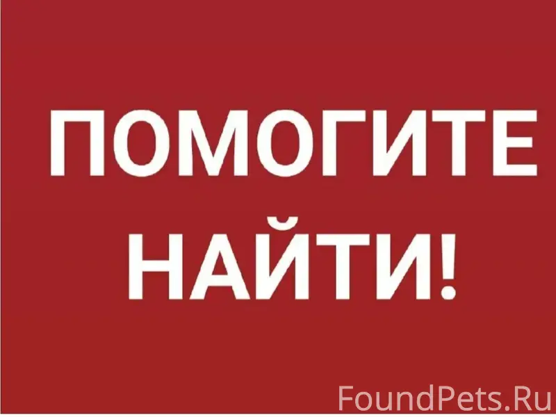 Пропал старый добрый пёс, Взлетка, Северный