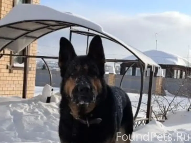 Пропал пёс-овчарка, звоните 89048463525