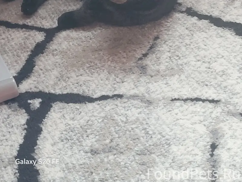 Пропал кот, ул. Сиреневая