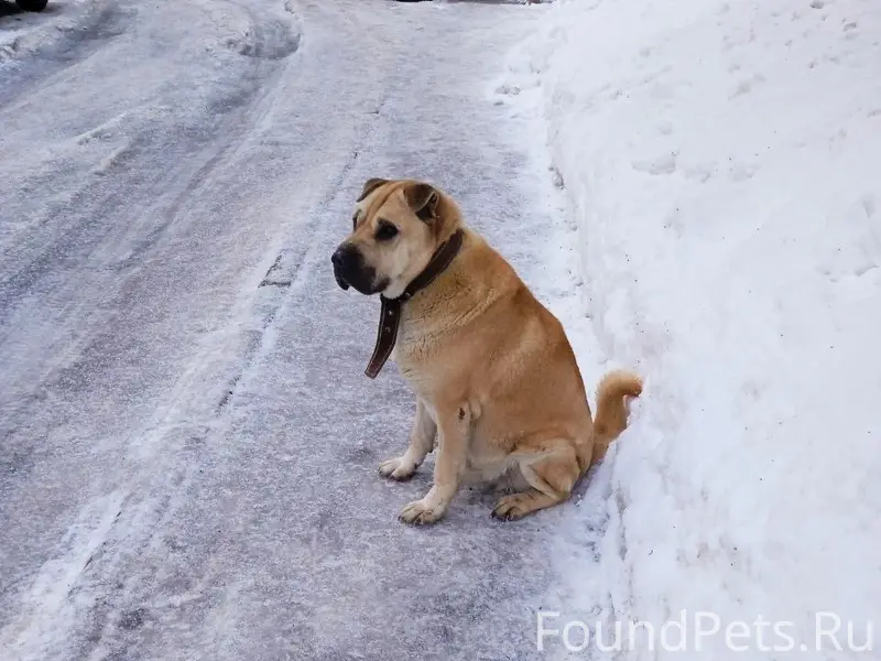 Найден кобель, Верхние Печеры