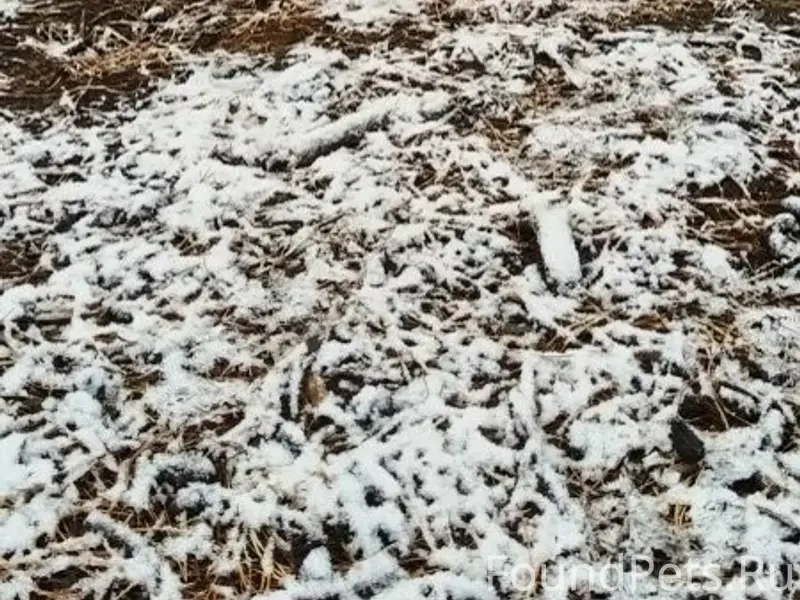 Пропал пёс Тима, Калинина 133