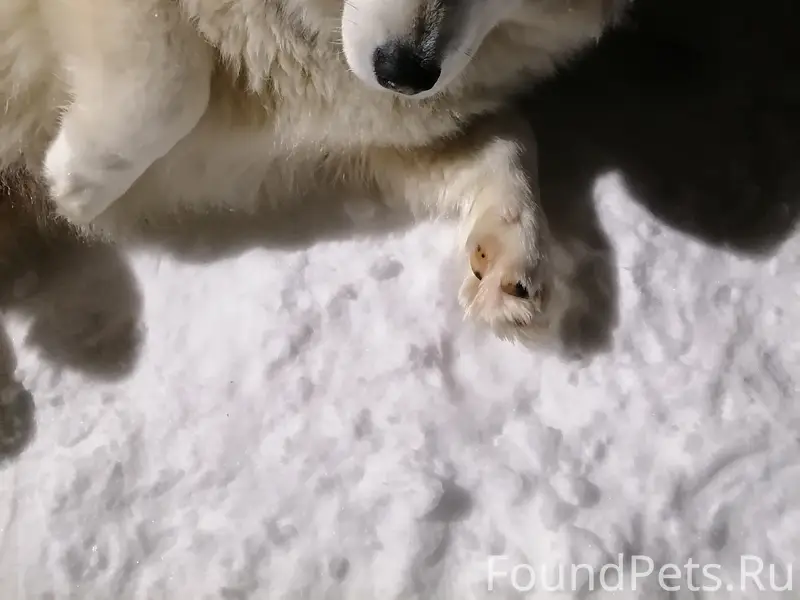 Пропал пёс Рекс