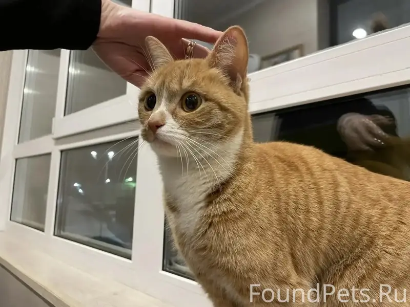 Найдена домашняя кошка, Саранск