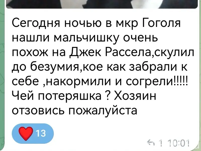 Найден тип собака, место не указано