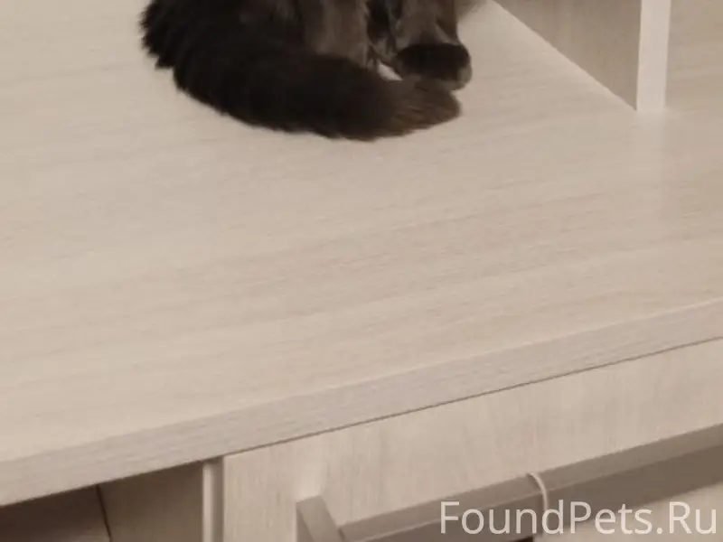 Пропал кот Мишка, район Ленинградской и Транспортной