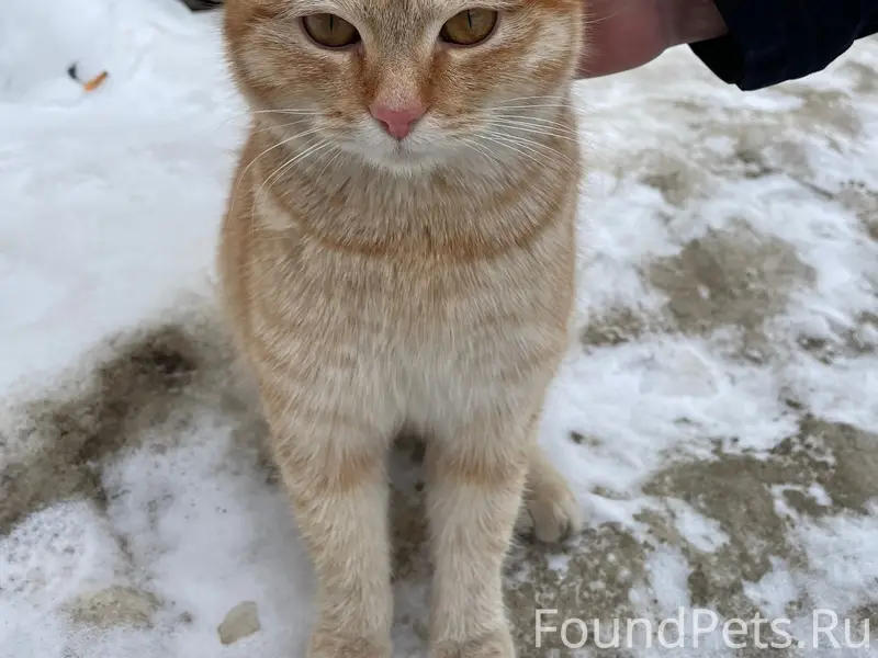 Найден котёнок, улица Ивана Сусанина