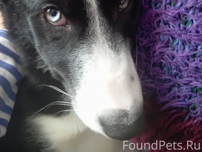 Пропал щенок Тиша, деревня Жемчужино