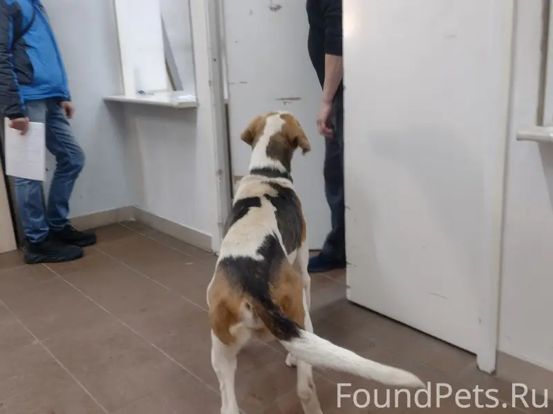 Найден кобель, Краснофлотский