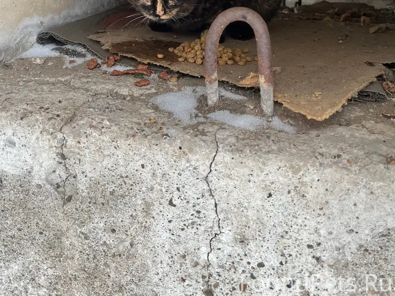 Найдена кошка, Ленинский район