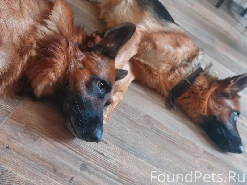 Пропали немецкие овчарки, Николаевка