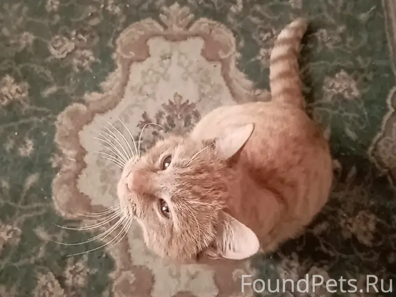 Найдена кошка, Батайск, район Восточный