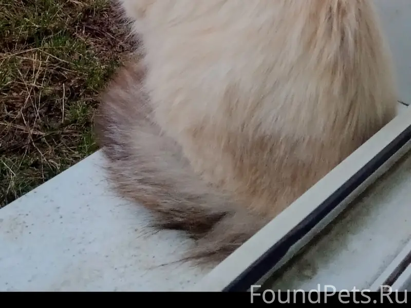 Пропал Невская маскарадная, центр