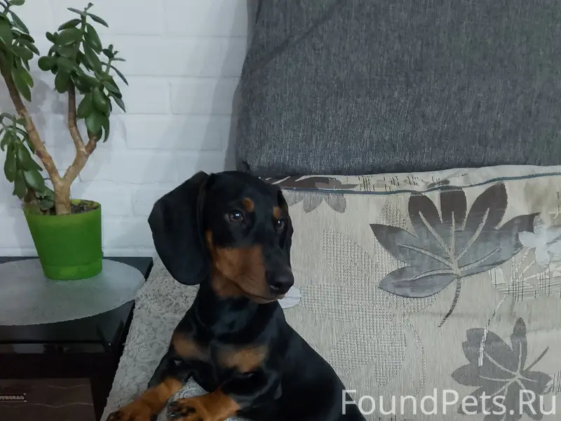 Пропал мальчик такса Тима, улица Залетная