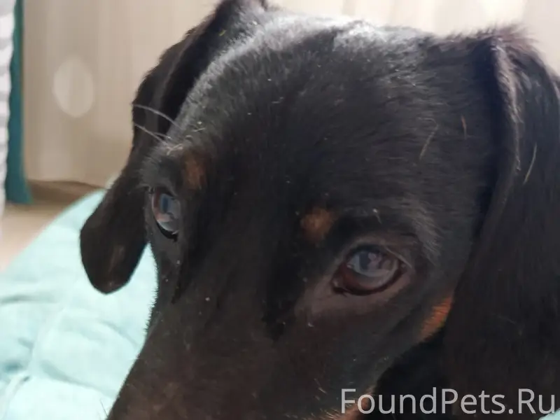 Найден такс, телефон для связи: +79787193536