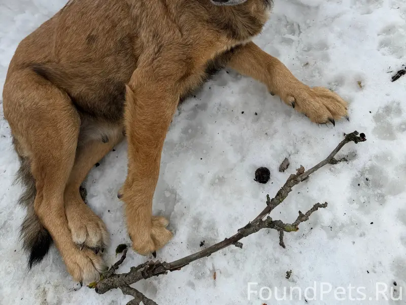 Найдена собака