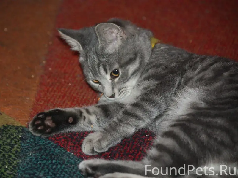 Пропал котёнок Бенни, есть жёлтый ошейник