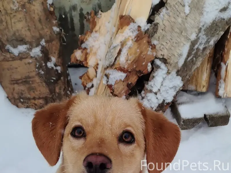 Пропала собака, улица 8 марта