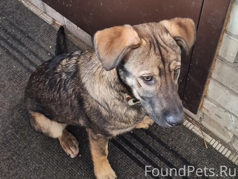 Пропал пёс, Саратовское шоссе 53