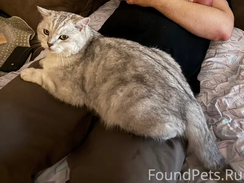 Пропал кот Кузя, ул. Юбилейная/Транспортная