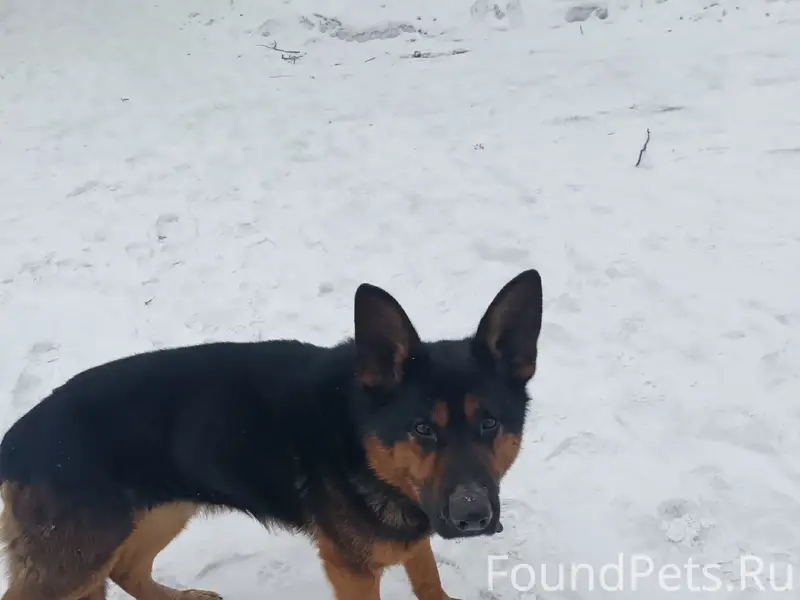 Пропала собака, пропала около ДК Ленина