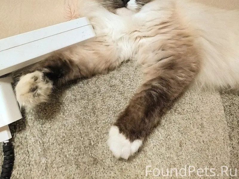 Пропал сиамский кот Симба, район маяк