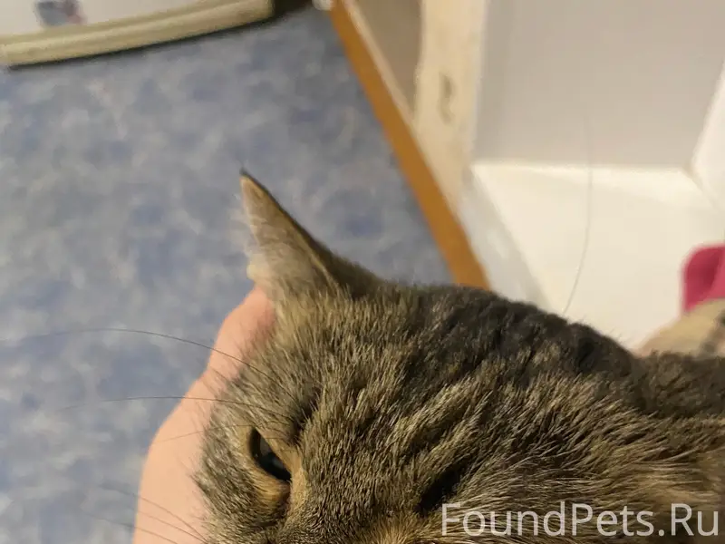 Пропала кошка Пушинка