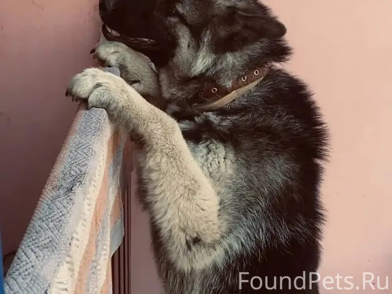 Пропал кабель Назар, Зарощенская улица