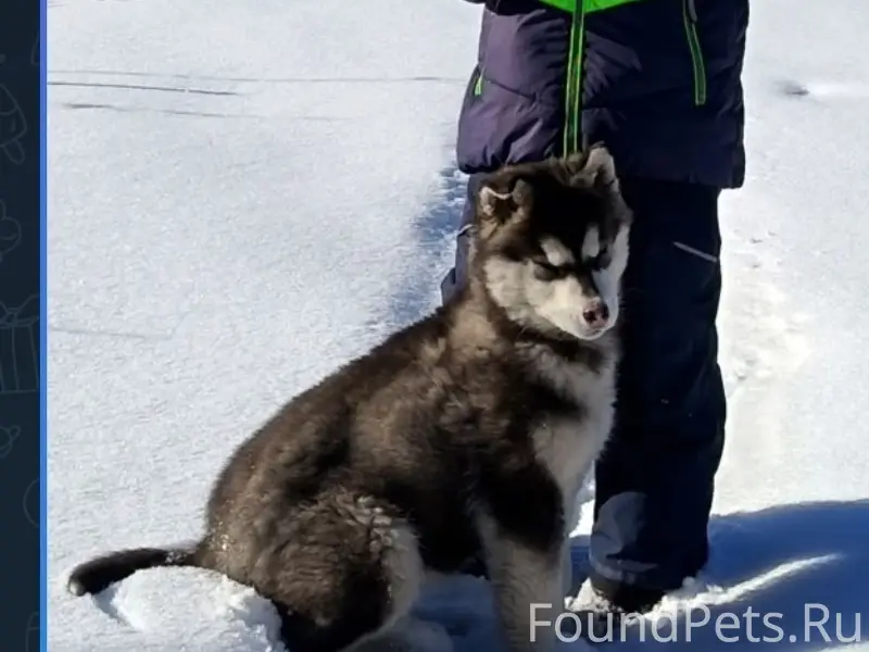 Пропал щенок хаски, Горно-Алтайск