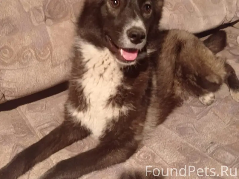 Пропала собака Бетти, улица Коняева