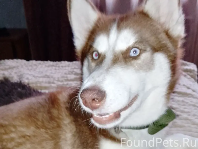 Пропал Марсель, собака, Стригуны