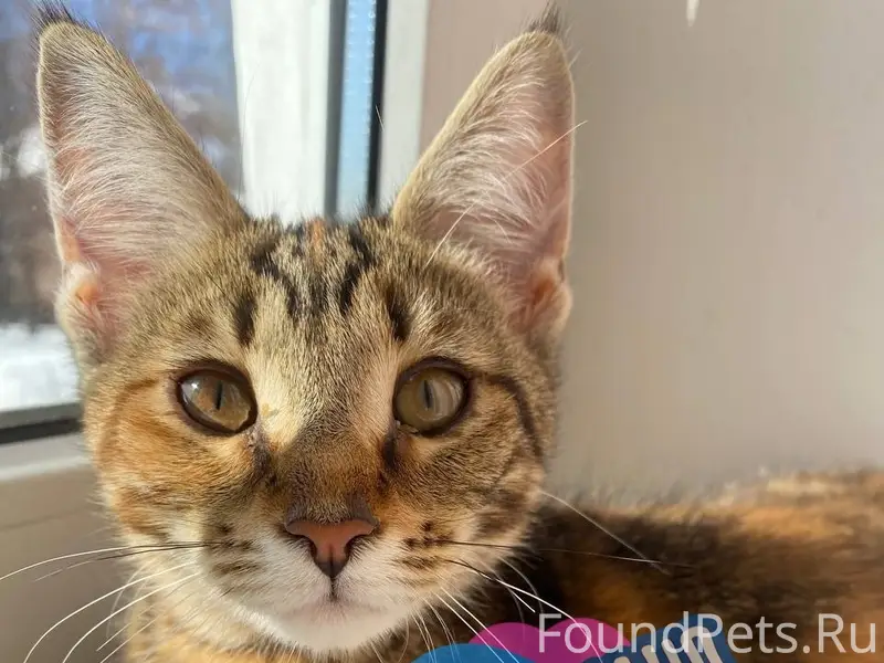 Пропала кошка, улица Коммунистическая, Подмазуевка