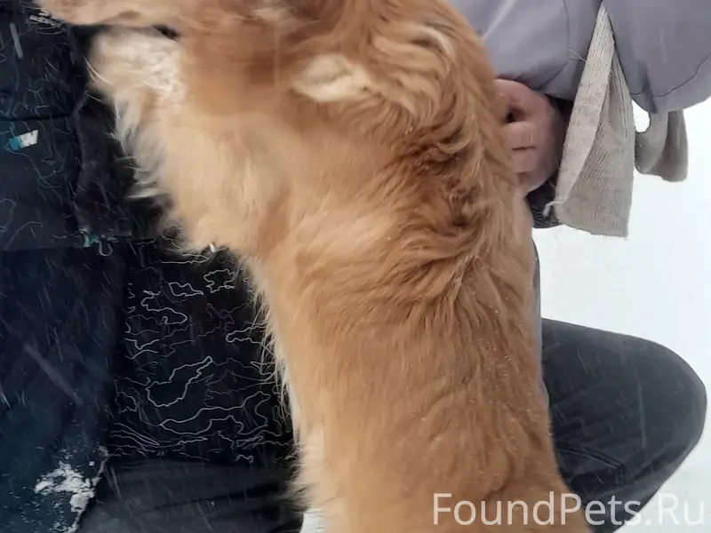 Пропал русский спаниель Рекс, Верещагино