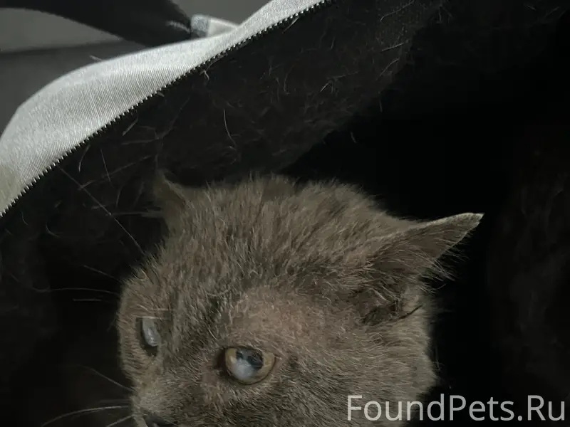 Найден слепой кот, есть особые приметы