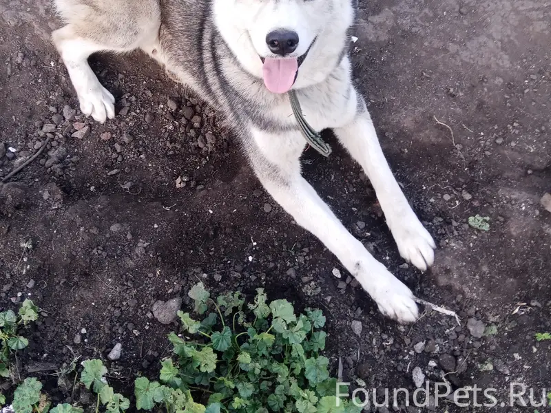 Пропала хаски, видели на 3-й кочетвоке