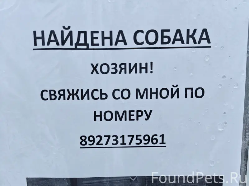 Найден тип собака, округ Галле, Уфа