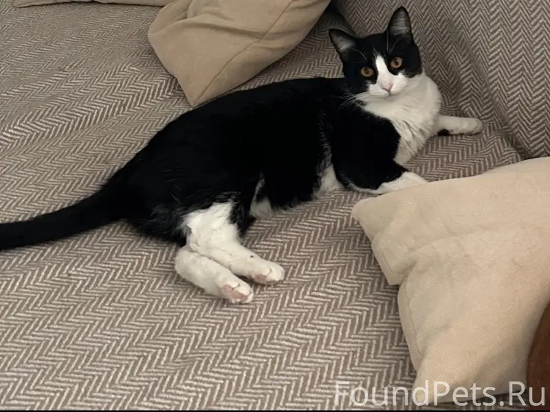 Пропал кот, улица Перспективная