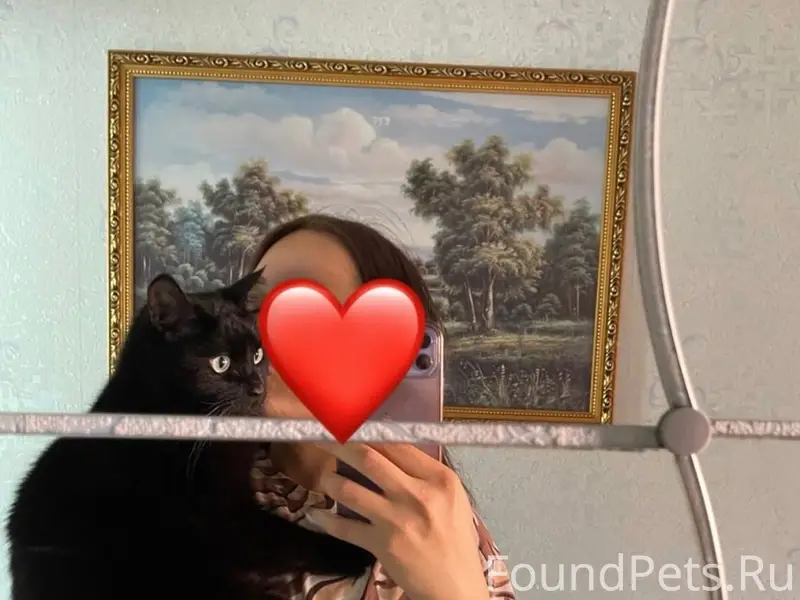 Пропал чёрный кот Потап, ул. Горохова