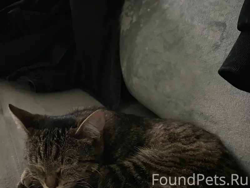 Найдена кошка, жк мечникова 3