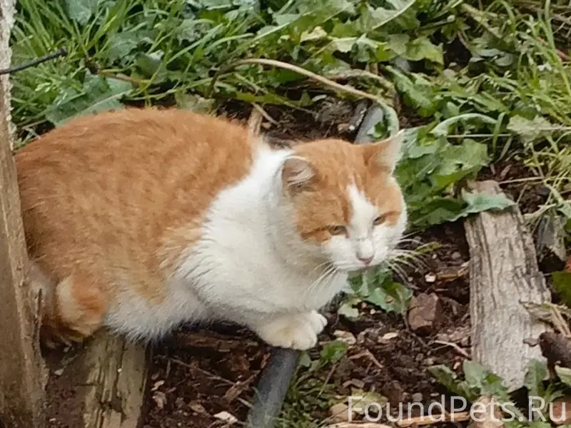 Пропал кот Барсик, район пересечения Чехова и Нариманова