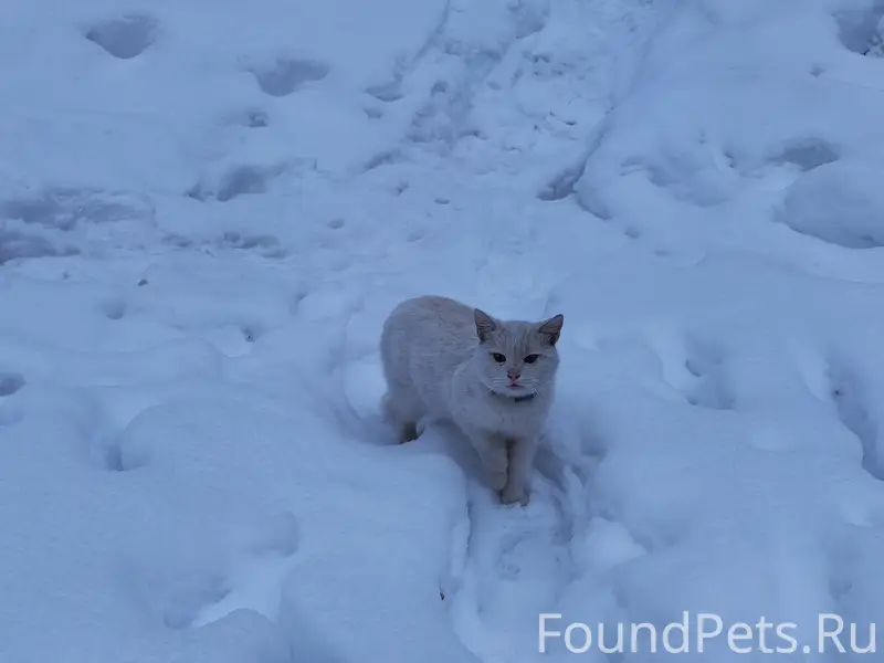 Найден котик кремового окраса, Калуга