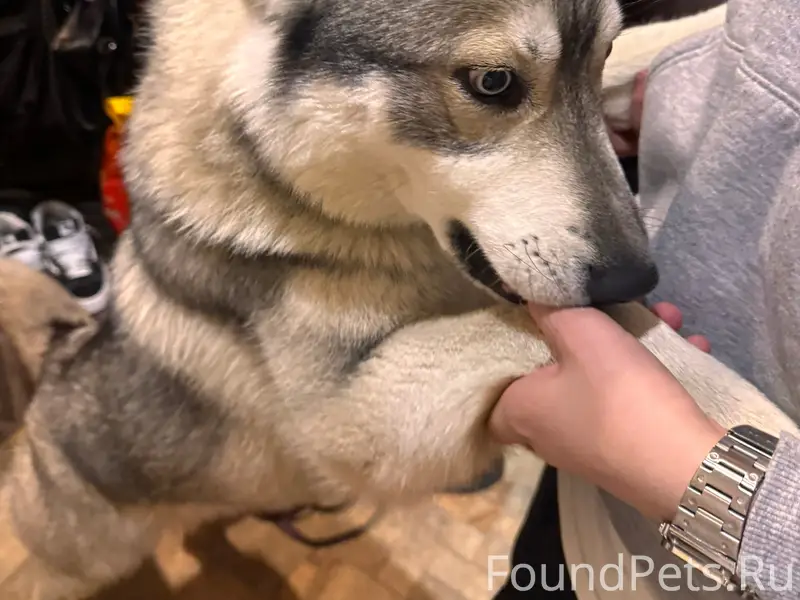 Найден кабель, похож на хаски, Демихово