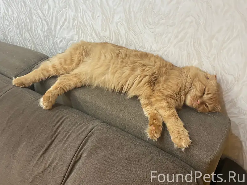 Пропал кот Тимоша, Кузнецы (Пионерская)