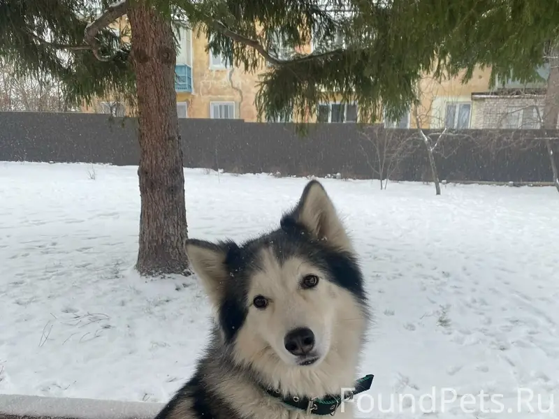 Пропал хаски Джой, набережная