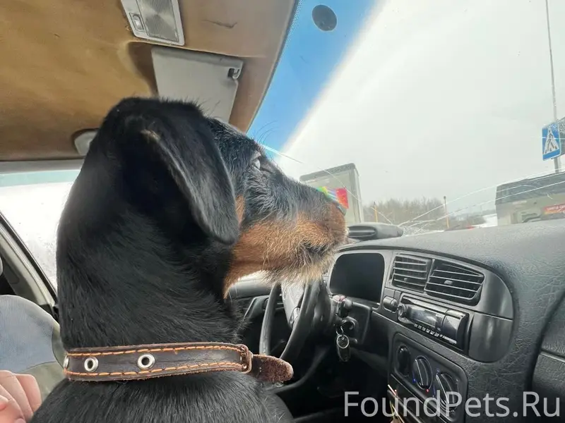 Пропал Ягдтерьер, Могилёв, 8 кирпичный