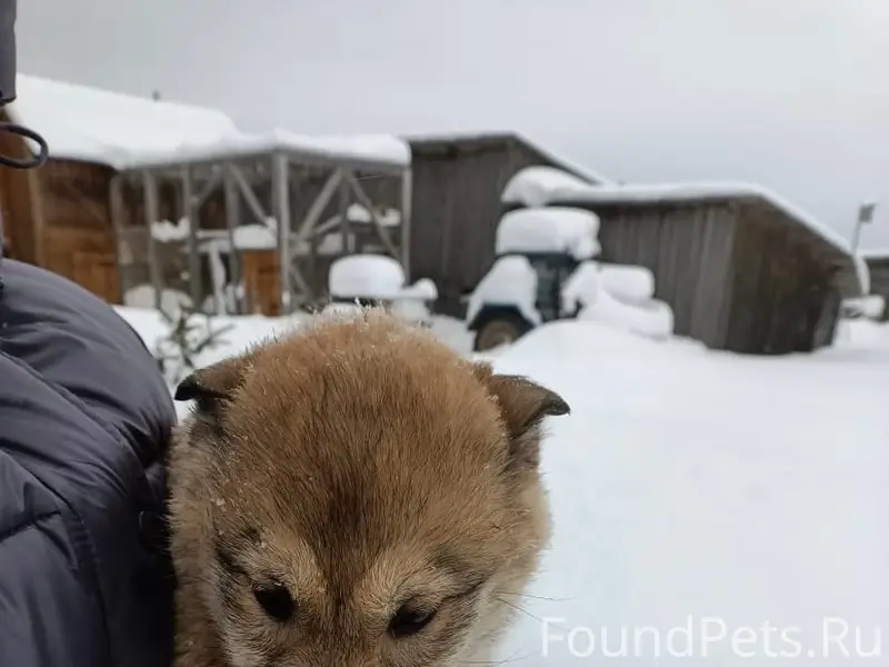 Пропала девочка щенок