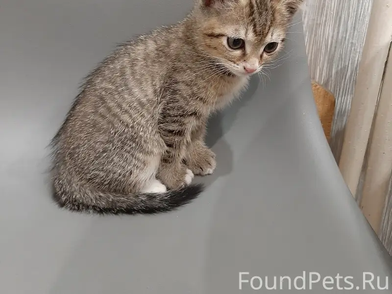 Найден котёнок, Заводская 32-6