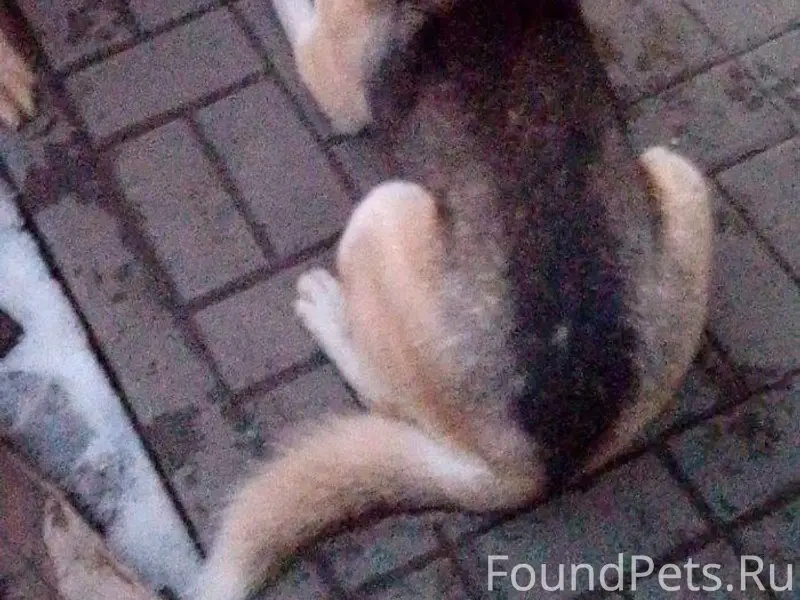 Пропала хаски Гера