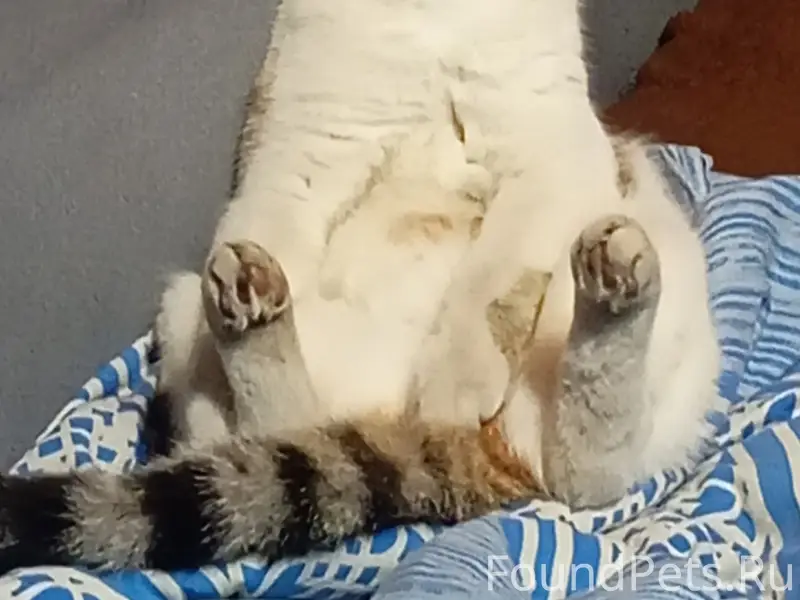 Пропал кот Кит, Авиационная/Калинина