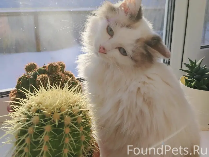 Пропал белый кот, улица Культуры